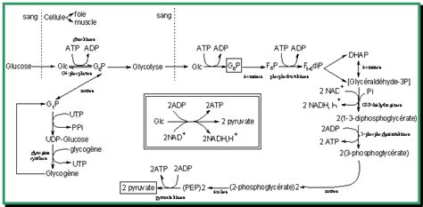 arcolase|Glycolyse — Wikipédia